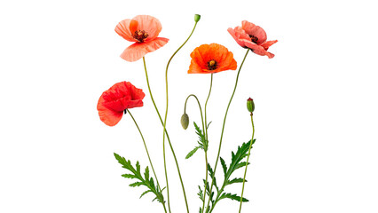 Colorful poppies in a group isolated on transparent background  © Hanna