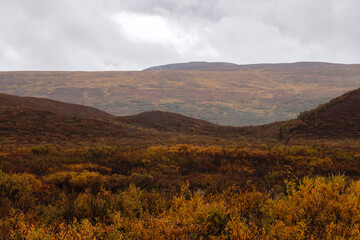Fototapeta premium Colorful plants on the Denali Highway in Alaska