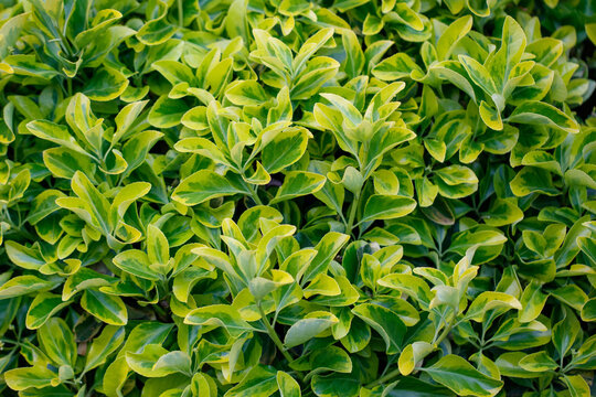 Vibrant green leafy plants with yellow-tipped foliage