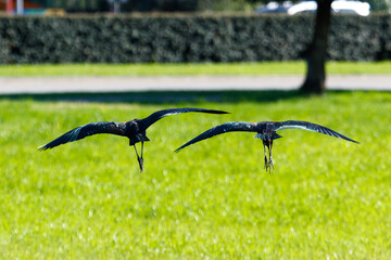 Obraz premium Two black birds glide gracefully over sunlit grass with blurred background