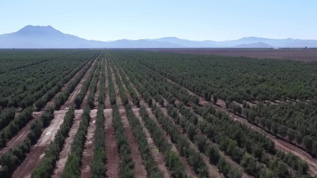Vast olive grove stretching towards the horizon under a clear blue sky, with rows of trees cultivated for extra virgin olive oil production in a sunny agricultural landscape with mountains