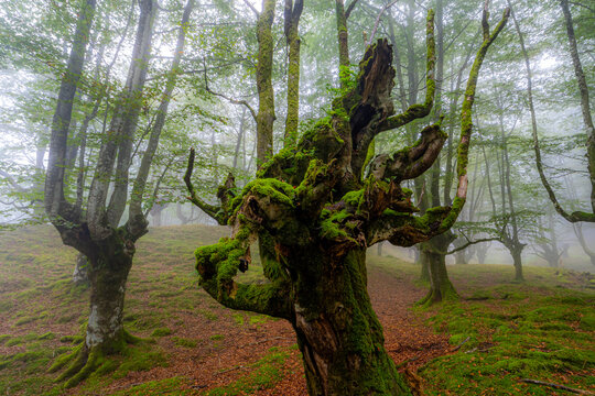 Mystical beech forest in summer's lush greenery