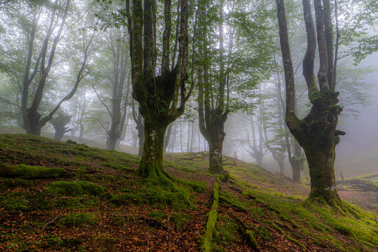Misty morning in the beech forest of Belaustegi