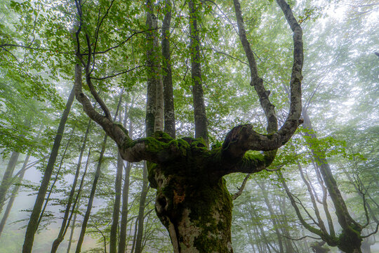 Mystical beech forest in the Basque country