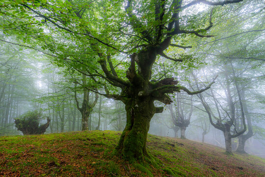 Misty beech forest in the Basque country