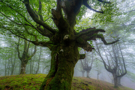 Mystic beech forest in the heart of Basque country