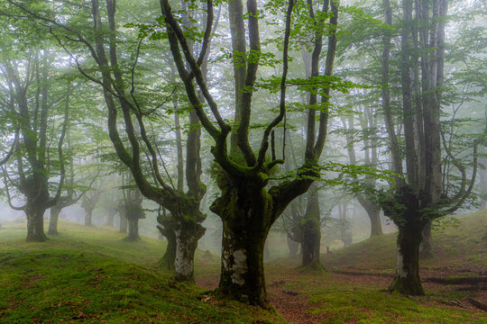 Misty summer morning in the beech forest landscape
