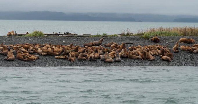 Large colony of Steller sea lions on the shore of an island in Alaska.
