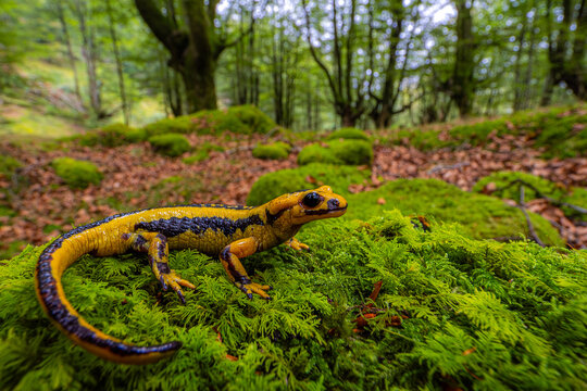 Fire salamander in a lush forest habitat