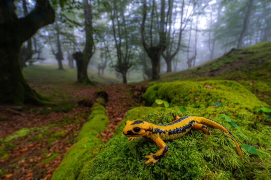 Fire salamander in the misty Basque country forest