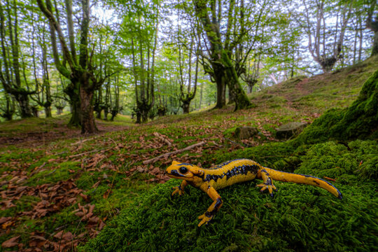 Fire salamander in a lush forest setting