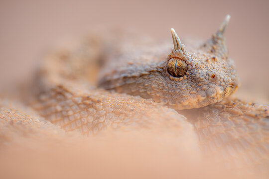 Horned viper camouflaged in Moroccan desert landscape