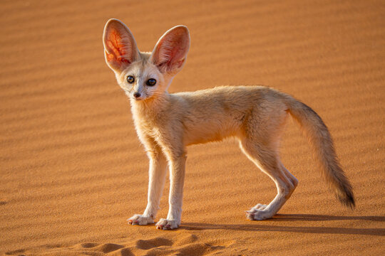 Fennec fox in the Sahara desert of Morocco