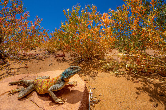 Bright Agama bibronii in Moroccan desert landscape