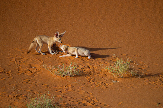 Fennec foxes exploring Sahara desert in Morocco