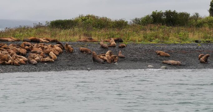 Steller sea lions on the shore of an island in Alaska.