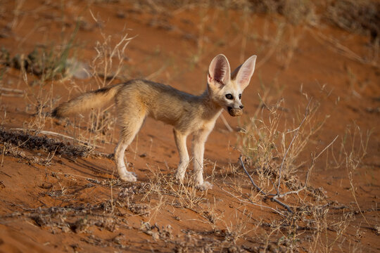 Fennec fox exploring Sahara desert landscape