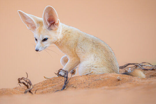 Fennec fox in the Sahara desert of Morocco