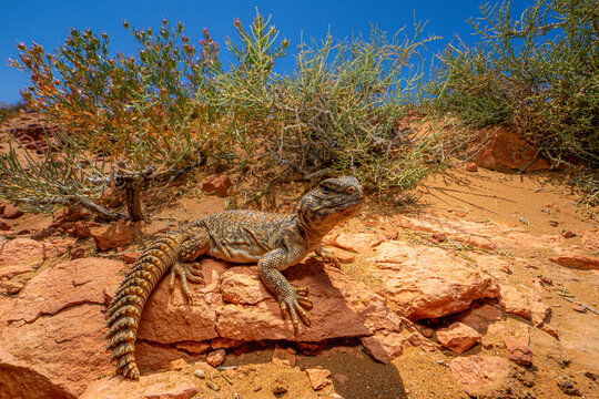 North African Spiny-tailed Lizard in Sahara Desert