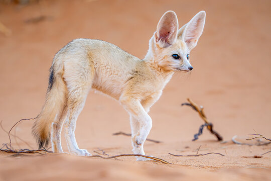 Fennec fox in the Sahara desert landscape of Morocco