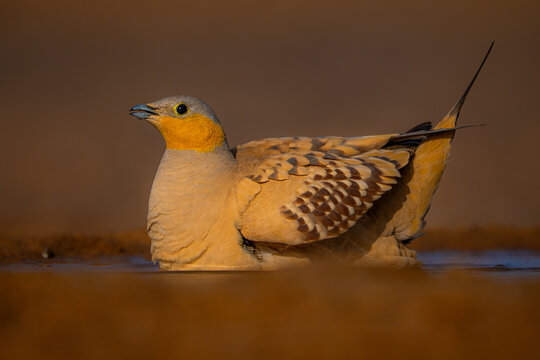 Black-bellied Sandgrouse in Morocco's Sahara Desert