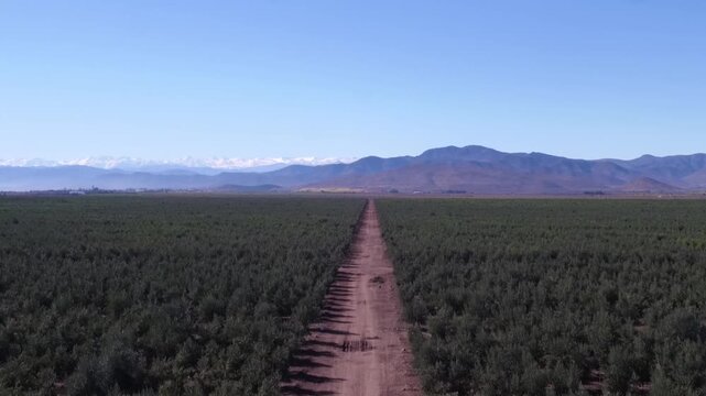 Aerial top-down view flying over a vast plantation of olive trees organized in diagonal rows, a fundamental element of mediterranean agriculture and extra virgin oil production