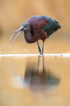 Glossy ibis waterbird feeding in shallow wetland water