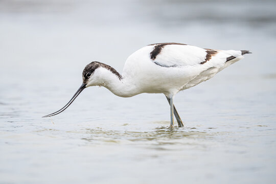 Pied Avocet wading and foraging in shallow water