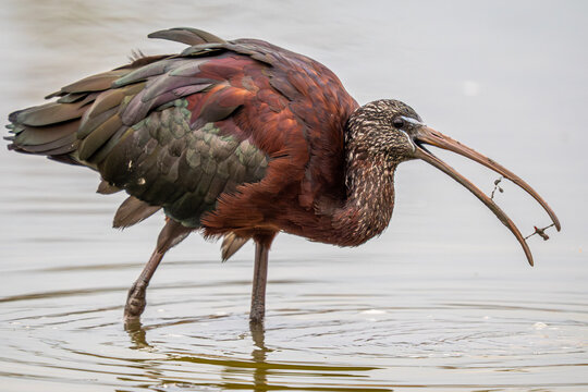 Glossy ibis wading in shallow wetland water hunting prey
