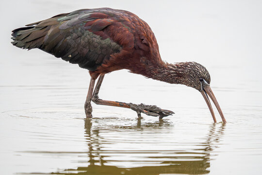 Glossy ibis wading and foraging in calm shallow water