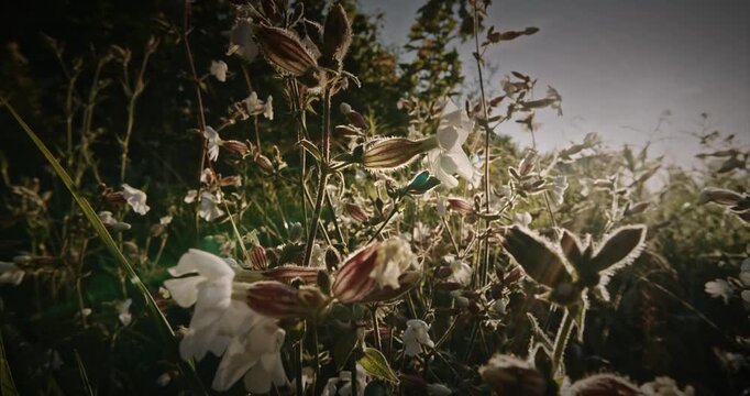 Silene Latifolia Subsp. Alba. Formerly Melandrium Album. White Campion Is A Dioecious Flowering Plant In The Family Caryophyllaceae