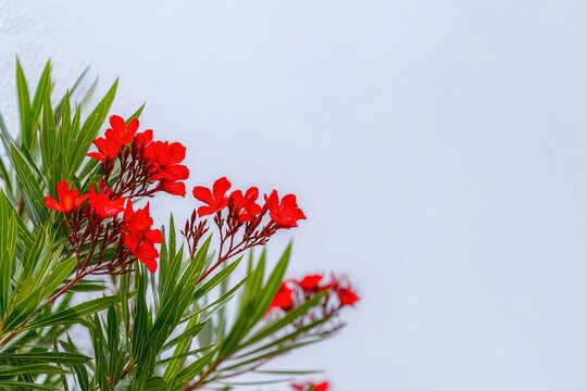 Vibrant red oleander flowers against a light textured wall.