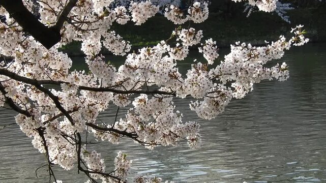 【4K】水面の光に煌めく桜：弘前公園の満開のソメイヨシノ。青森の幻想的な春の風景素材[4K] Glowing Cherry Blossoms at Hirosaki Park: Sakura Reflecting Water Light, Stunning Spring Scenery 撮影日：20260419-1