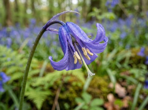 Blue scilla siberica flowers in wild nature