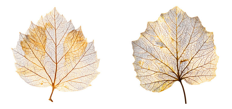 Two delicate skeleton leaves show intricate vein patterns in warm earthy tones against clean isolated on a white or transparent background