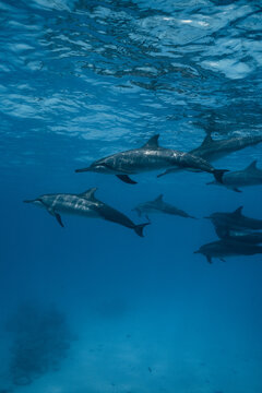 Pod of dolphin swimming in Maldives island blue water