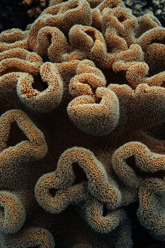 Soft coral texture in Maldives reef wildlife near island