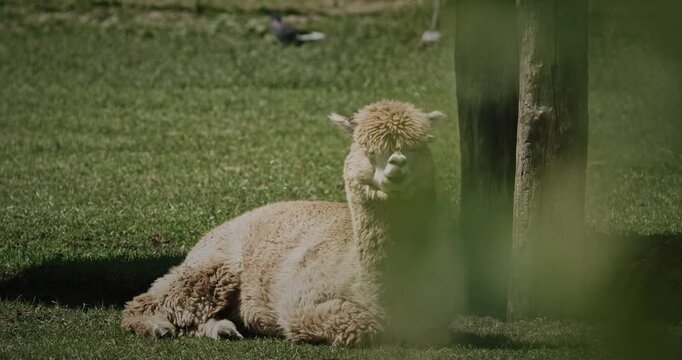 Alpaca relaxing in summer grass. Lama pacos is a species of South American camelid mammal.