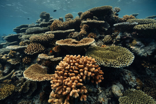 Underwater coral reef wildlife near a Maldives island