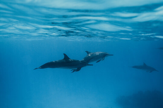 Underwater dolphin pair in blue sea near Maldives island