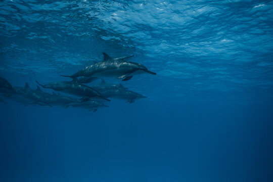 Underwater dolphin pod in blue Maldives ocean near island