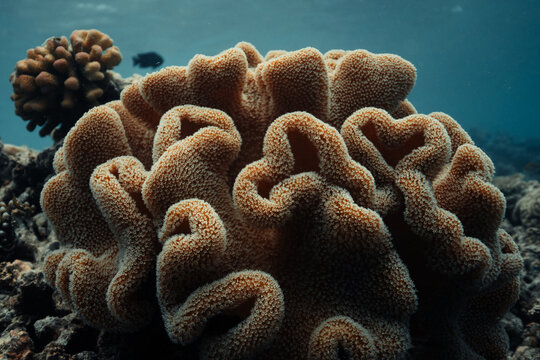 Underwater soft coral reef wildlife in the Maldives island