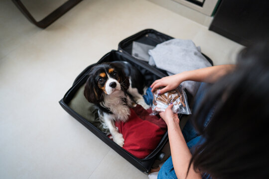 Woman packing suitcase with dog for pet friendly travel