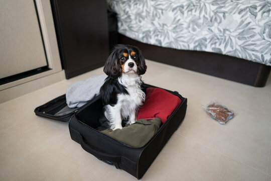 Dog sitting in open suitcase during travel preparation at home