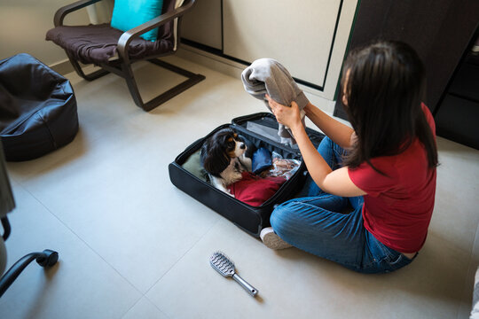 Woman packing suitcase with small dog for pet travel