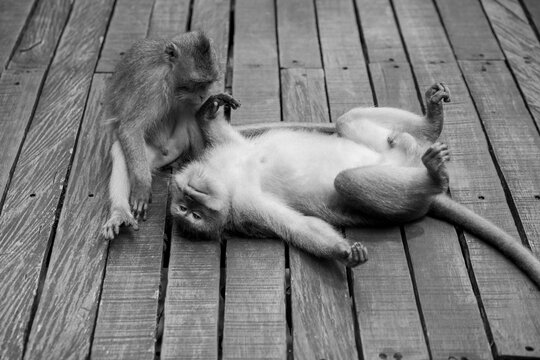 Playful macaque pair on wooden deck in Bali Indonesia
