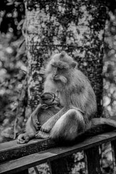 Black and white macaque mother and baby in Bali forest
