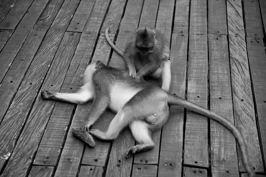 Grooming macaque pair on wooden deck in Bali, Indonesia