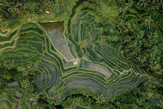 Aerial view of Tegallalang rice terrace in Bali Indonesia