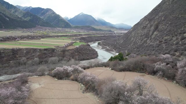 Drone view of village in Bomi County, Nyingchi, Tibet, China. Beautiful pink peach blossoms with snow covered mountains and agriculture field. 4k real time footage, travel concept.